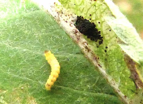 Phyllonorycter sorbi - photo 3