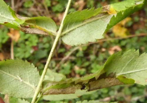 Phyllonorycter sorbi - photo 4