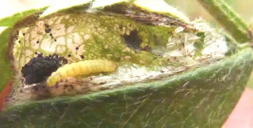 Phyllonorycter sorbi - photo 5
