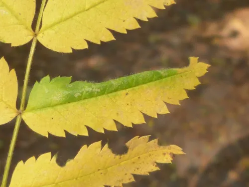 Phyllonorycter sorbi - photo 6