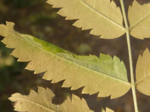 Phyllonorycter sorbi - photo 7