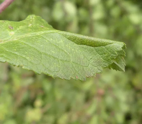 Phyllonorycter spinicolella - photo 2