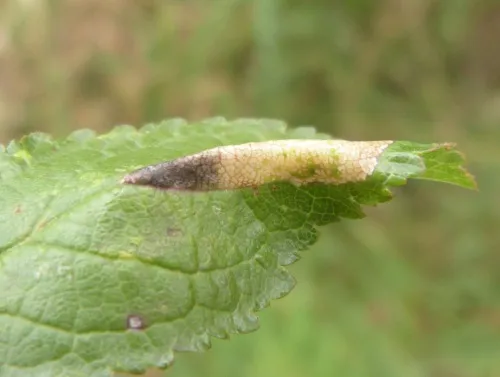 Phyllonorycter spinicolella - photo 3