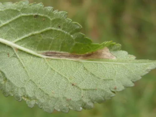 Phyllonorycter spinicolella - photo 4