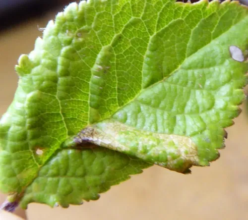Phyllonorycter spinicolella - photo 5