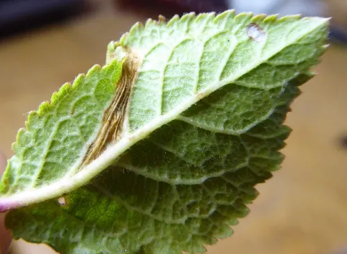 Phyllonorycter spinicolella - photo 6