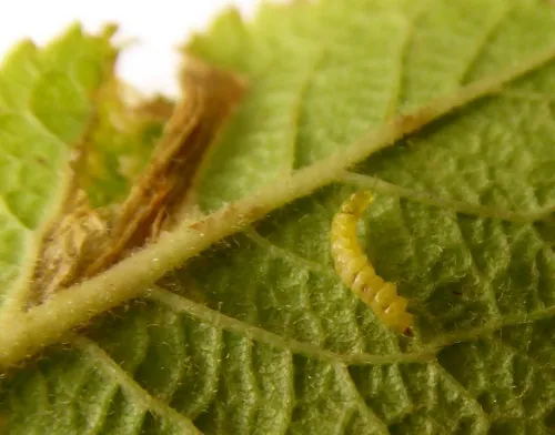 Phyllonorycter spinicolella - photo 8