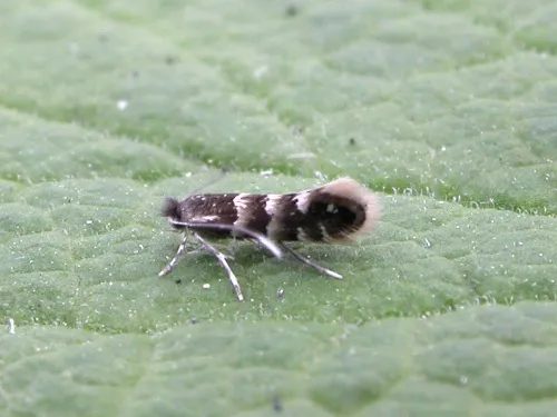 Phyllonorycter stettinensis - Phyllonorycter stettinensis