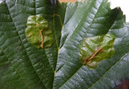 Phyllonorycter stettinensis - photo 2