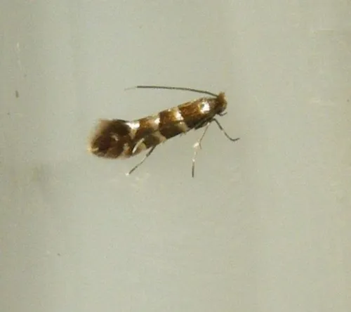 Phyllonorycter stettinensis - photo 3