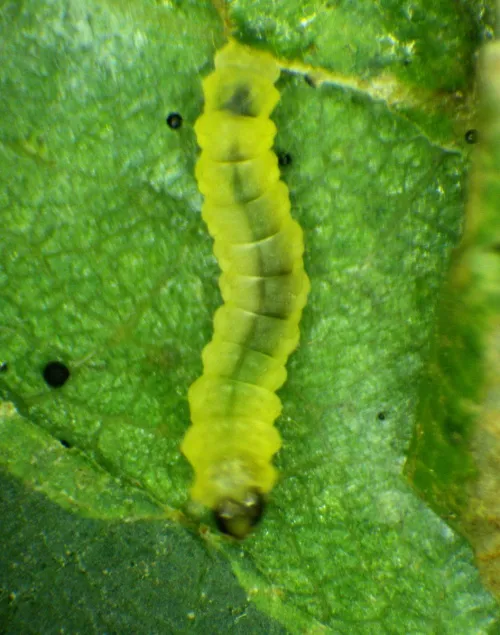 Phyllonorycter stettinensis - photo 4