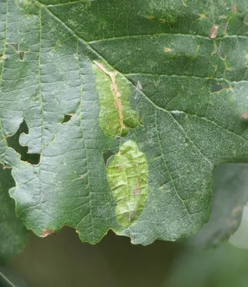 Phyllonorycter stettinensis - photo 5
