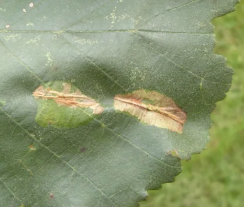 Phyllonorycter stettinensis - photo 6