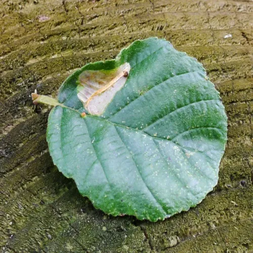 Phyllonorycter stettinensis - photo 7