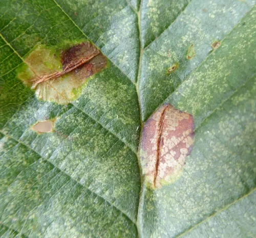 Phyllonorycter stettinensis - photo 8