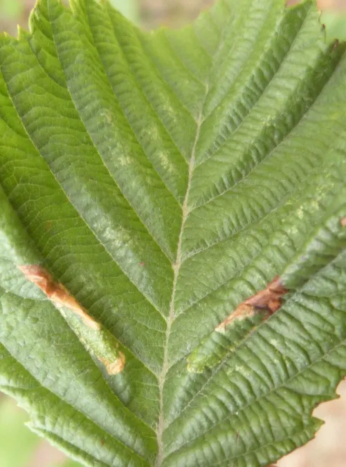 Phyllonorycter strigulatella - photo 2