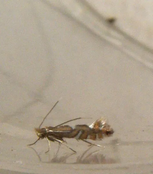 Phyllonorycter strigulatella - photo 3