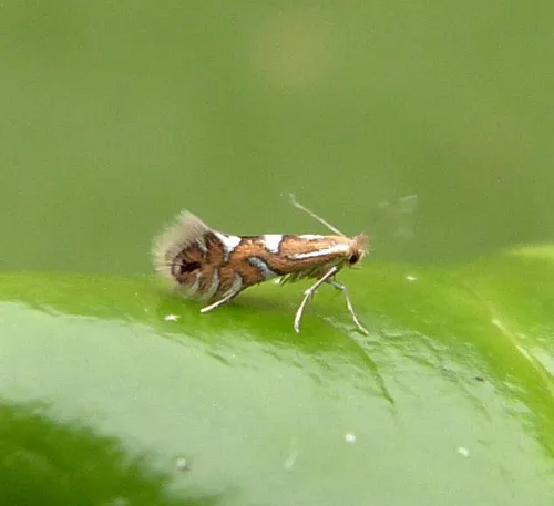 Phyllonorycter strigulatella - photo 4
