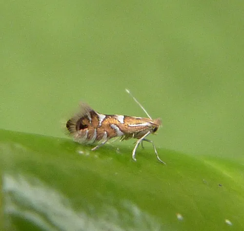 Phyllonorycter strigulatella - photo 5