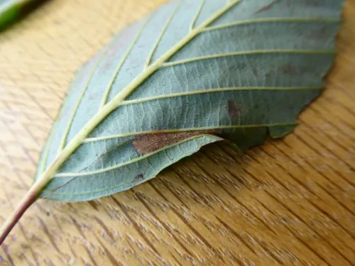 Phyllonorycter strigulatella - photo 6