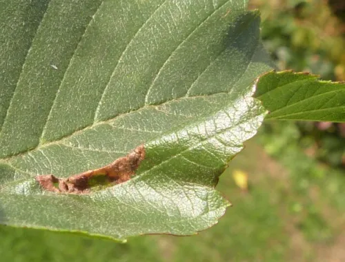 Phyllonorycter strigulatella - photo 8