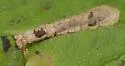 Phyllonorycter symphoricarpaeella - Hodges#0796