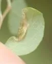 Phyllonorycter symphoricarpaeella - Hodges#0796 - photo 4