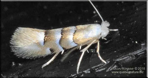 Basswood round-blotch miner moth - Hodges#0797 - Phyllonorycter tiliacella