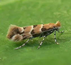 Phyllonorycter trifasciella - Phyllonorycter trifasciella