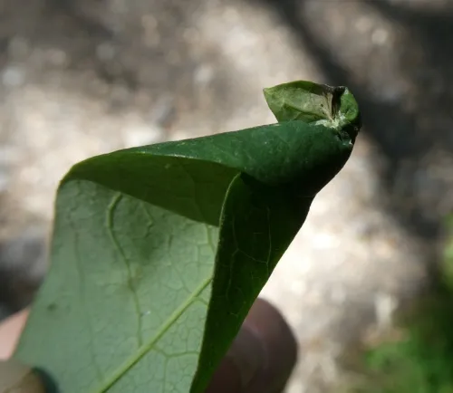 Phyllonorycter trifasciella - photo 2