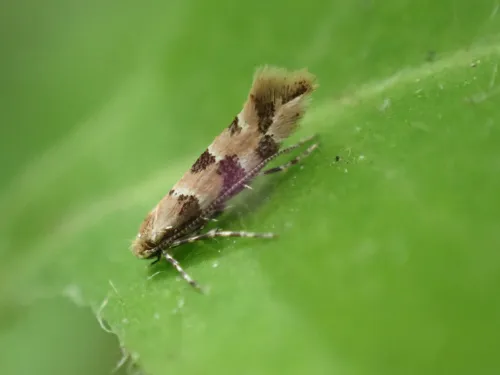 Phyllonorycter trifasciella - photo 3
