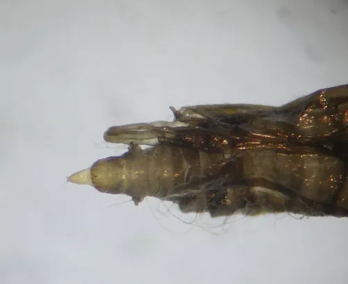 Phyllonorycter trifasciella - photo 4