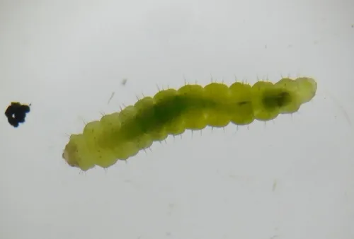 Phyllonorycter trifasciella - photo 5