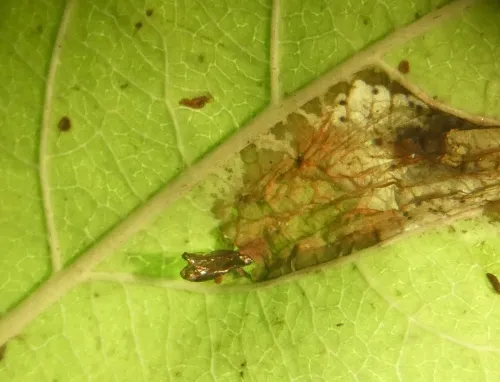 Phyllonorycter trifasciella - photo 6