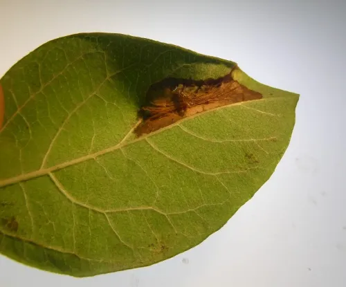 Phyllonorycter trifasciella - photo 8
