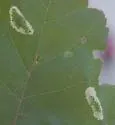 Phyllonorycter trinotella - Hodges#0799 - Phyllonorycter trinotella