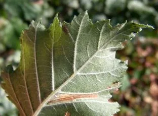 Phyllonorycter tristrigella - photo 2