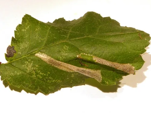 Phyllonorycter tristrigella - photo 3