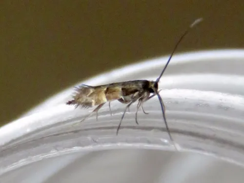 Phyllonorycter tristrigella - photo 4