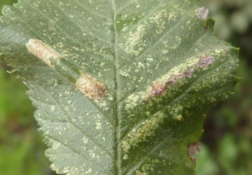 Phyllonorycter tristrigella - photo 5