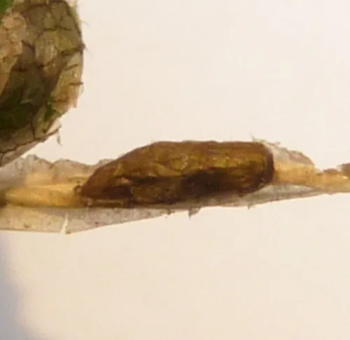 Phyllonorycter tristrigella - photo 6