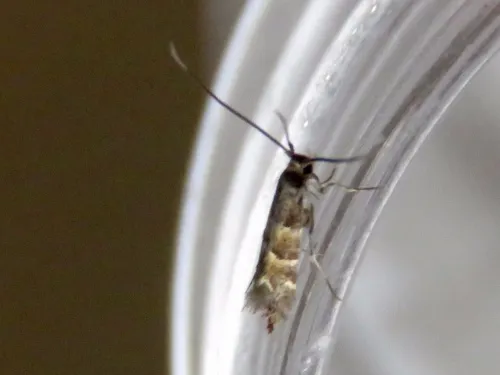 Phyllonorycter tristrigella - photo 7