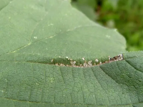 Phyllonorycter tristrigella - photo 8
