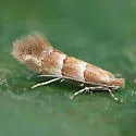 Phyllonorycter tritaenianella - Hodges#0800