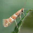 Phyllonorycter tritaenianella - Hodges#0800 - photo 2