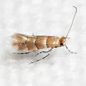 Phyllonorycter tritaenianella - Hodges#0800 - photo 4