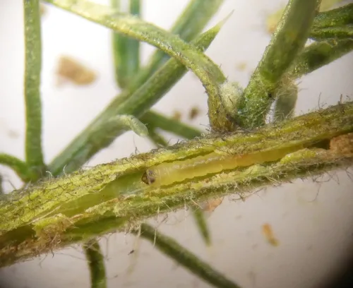 Phyllonorycter ulicicolella - photo 2