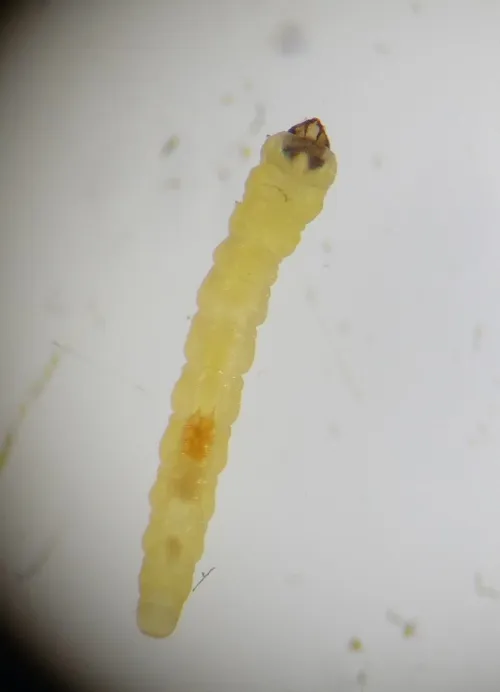 Phyllonorycter ulicicolella - photo 3