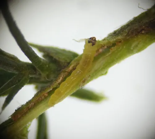Phyllonorycter ulicicolella - photo 6