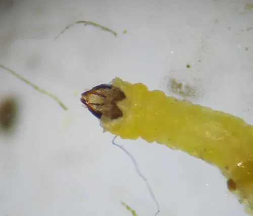 Phyllonorycter ulicicolella - photo 7